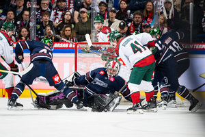Fischtown Pinguins springen auf Playoff-Platz, Eisbären Berlin droht das Hauptrunden-Aus