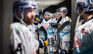 „Wir wissen um die Bedeutung": Löwen Frankfurt und Dresdner Eislöwen mit Schlüsselspielen